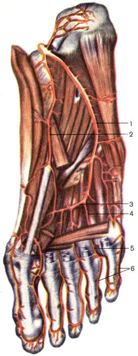 Артерии стопы, подошвенная сторона. 1 — латеральная подошвенная артерия (a. plantaris lateralis); 2 — медиальная подошвенная артерия (a. plantaris medialis); 3 — подошвенная дуга (arcus plantaris); 4 — подошвенные плюсневые артерии (аа. metatarsales plantares); 5 — общие подошвенные пальцевые артерии (аа. digitales plantares communes); 6 — собственные подошвенные пальцевые артерии (аа. digitales plantares propriae) [1989 Липченко В Я Самусев Р П - Атлас нормальной анатомии человека]