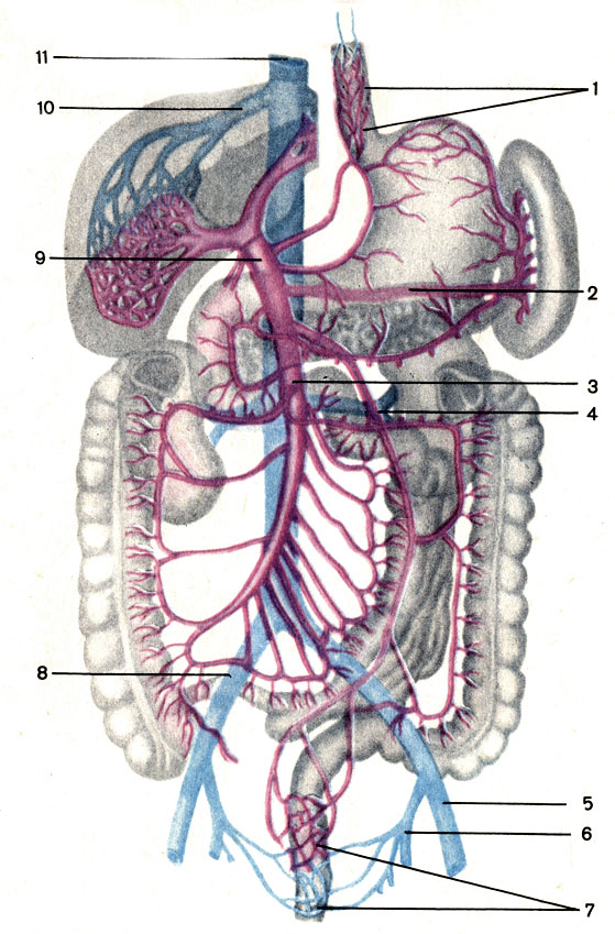 Система воротной вены и нижняя полая вена. 1 — анастомозы между ветвями воротной и верхней полой вен в стенке пищевода; 2 — селезёночная вена (v. splenica); 3 — верхняя брыжеечная вена (v. mesenterica superior); 4 — нижняя брыжеечная вена (v. mesenterica inferior); 5 — наружная подвздошная вена (v. iliaca externa); 6 — внутренняя подвздошная вена (v. iliaca interna); 7 — анастомозы между ветвями воротной и нижней полой вен в стенке прямой кишки; 8 — общая подвздошная вена (v. iliaca communis); 9 — воротная вена (v. portae hepatis); 10 — печёночная вена (v. hepatica); 11 — нижняя полая вена (v. cava inferior) [1989 Липченко В Я Самусев Р П - Атлас нормальной анатомии человека]