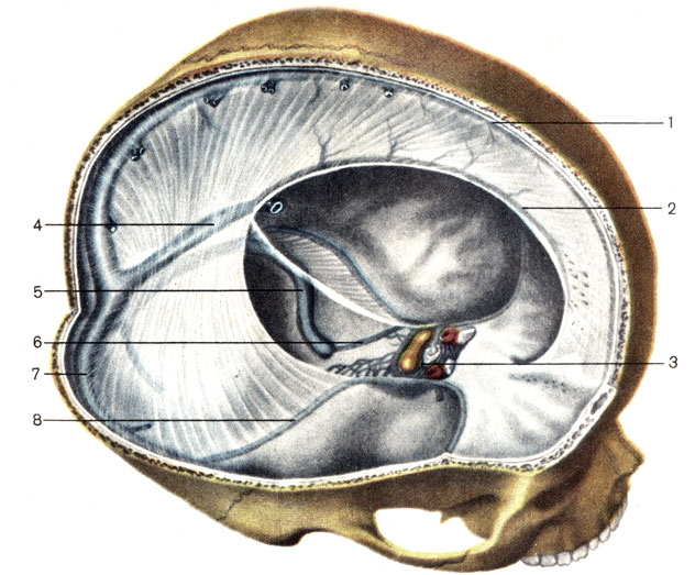 Синусы твёрдой мозговой оболочки. 1 — верхний сагиттальный синус (sinus sagittalis superior); 2 — нижний сагиттальный синус (sinus sagittalis inferior); 3 — пещеристый синус (sinus cavernosus); 4 — прямой синус (sinus rectus); 5 — сигмовидный синус (sinus sigmoideus); 6 — нижний каменистый синус (sinus petrosus inferior); 7 — поперечный синус (sinus transversus); 8 — верхний каменистый синус (sinus petrosus superior) [1989 Липченко В Я Самусев Р П - Атлас нормальной анатомии человека]