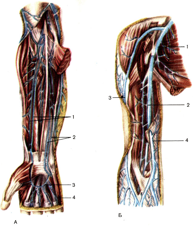 Глубокие вены верхней конечности, правой. А — вены предплечья и кисти: 1 — локтевые вены (vv. ulnares); 2 — лучевые вены (vv. radiales); 3 — поверхностная ладонная венозная дуга (arcus venosus palmaris superficialis); 4 — ладонные пальцевые вены (vv. digitales palmares). Б — вены плеча и плечевого пояса: 1 —подмышечная вена (v. axillaris); 2 — плечевые вены (vv. brachiales); 3 — латеральная подкожная вена руки (v. cephalica); 4 — медиальная подкожная вена руки (v. basilica) [1989 Липченко В Я Самусев Р П - Атлас нормальной анатомии человека]