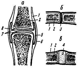Виды соединений костей (схема), а - сустав; б - синдесмоз (шов); в - синхондроз; 1 - надкостница; 2 - кость; 3 - волокнистая соединительная ткань; 4 - хрящ; 5 - синовиальная мембрана суставной капсулы; 6 - фиброзная мембрана суставной капсулы; 7 - суставные хрящи; 8 - суставная полость [1988 Воробьева Е А Губарь А В Сафьянникова Е Б - Анатомия и физиология: Учебник]