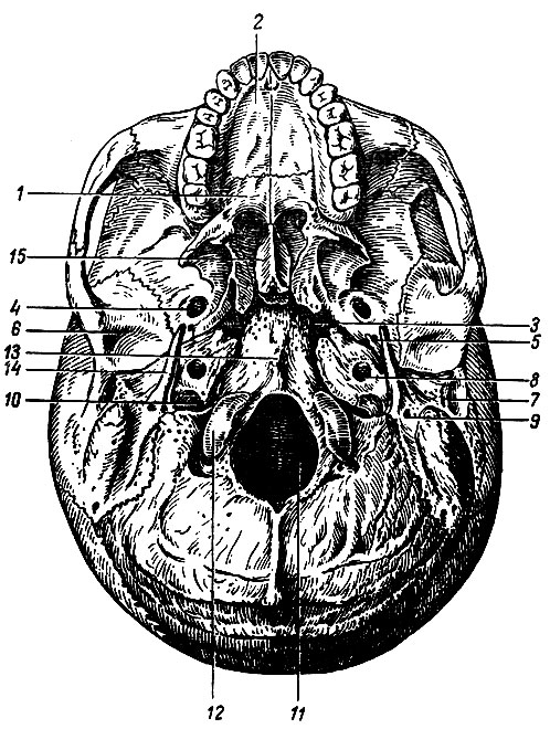 Наружная поверхность основания черепа. 1 - горизонтальная пластинка нёбной кости; 2 - небный отросток верхней челюсти; 3 - рваное отверстие; 4 - овальное отверстие; 5 - остистое отверстие; 6 - нижнечелюстная ямка; 7 - наружное слуховое отверстие; 8 - наружное отверстие канала сонной артерии; 9 - шилососцевидное отверстие; 10 - яремное отверстие; 11 - большое затылочное отверстие; 12 - затылочный мыщелок; 13 - глоточный бугорок; 14 - шиловидный отросток; 15 - сошник [1988 Воробьева Е А Губарь А В Сафьянникова Е Б - Анатомия и физиология: Учебник]