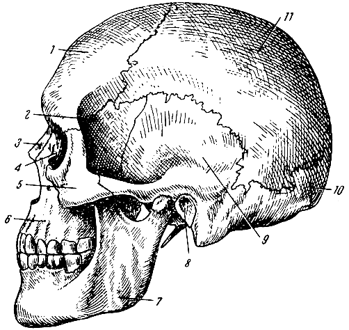 Череп (вид сбоку). 1 - лобная кость; 2 - клиновидная кость (большое крыло); 3 - носовая кость; 4 - слёзная кость; 5 - скуловая кость; 6 - верхняя челюсть; 7 - нижняя челюсть; 8 - наружное слуховое отверстие; 9 - височная кость; 10 - затылочная кость; 11 - теменная кость [1967 Татаринов В Г - Анатомия и физиология]
