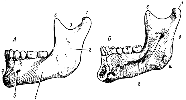 Нижняя челюсть. А - левая половина (вид снаружи); Б - правая половина (вид изнутри); 1 - тело; 2 - ветвь; 3 - вырезка; 4 - подбородочное возвышение; 5 - подбородочное отверстие; 6 - венечный отросток; 7 - суставной отросток; 8 - челюстно-подъязычная линия; 9 - нижнечелюстное отверстие; 10 - угол нижней челюсти [1967 Татаринов В Г - Анатомия и физиология]
