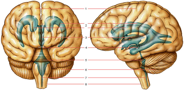 Схема. Желудочки мозга. 1. Левое полушарие головного мозга.  2. Боковые желудочки.  3. Третий желудочек.  4. Водопровод среднего мозга. 5. Четвертый желудочек.  6. Мозжечок.  7. Вход в центральный канал спинного мозга.  8. Спинной мозг [Модификация: DeeUnglaubSilverthorn, Ph.D. Human Physiology. URL: http://cwx.prenhall.com/bookbind/pubbooks/silverthorn2]