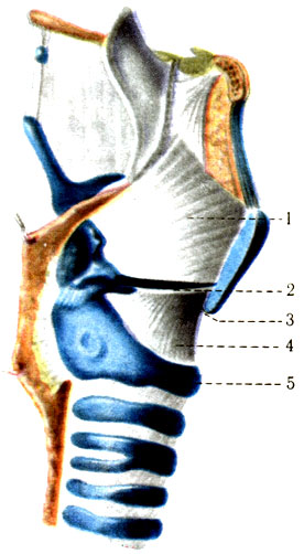 Эластический конус и четырёхугольная мембрана. 1 - мембрана четырёхугольная (membrana quadrangularis); 2 - связка преддверия (lig. vestibulare); 3 - голосовая связка (lig vocale); 4 - эластический конус (conus elasticus); 5 - хрящ перстневидный (cartilago cricoidea) [1978 Краев А В - Анатомия человека Том 1]