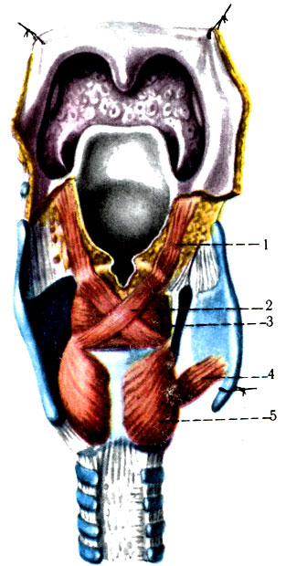 Мышцы гортани сзади. 1 - черпало-надгортанная (m. aryepiglotticus); 2 - косая черпаловидная мышца (m. arytenoideus obliquus); 3 - поперечная черпаловидная мышца (m. arytenoideus transversus); 4 - перстнещитовидная мышца (m. cricothyroideus); 5 - задняя перстнечерпаловидная мышца (m. cricoarytenoideus posterior) [1978 Краев А В - Анатомия человека Том 1]