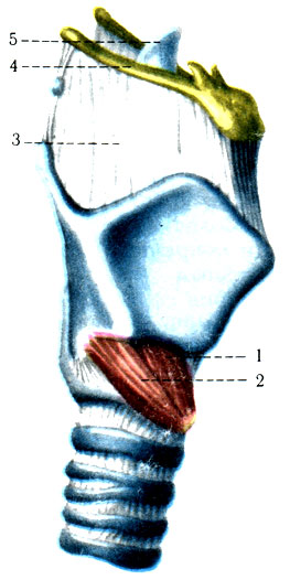 Мышцы гортани (по P. Д. Синельникову). 1 - перстнещитовидная мышца, прямая часть (m. cricothyroideus, pars recta); 2 - перстнещитовидная мышца, косая часть (m. сricothyroideus, pars obliqua); 3 - мембрана щитоподъязычная (membrana thyrohyoidea); 4 - подъязычная кость (os hyoideum); 5 - надгортанник (epiglottis) [1978 Краев А В - Анатомия человека Том 1]