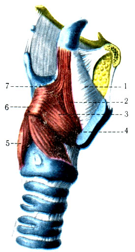 Мышцы гортани. Правая пластинка щитовидного хряща удалена. 1 - мембрана четырёхугольная (membrana quadrangularis); 2 - щитонадгортанный (m. thyroepiglotticus); 3 - щиточерпаловидный (m. thyroarytenoideus); 4 - мышца перстнечерпаловидная латеральная (m. cricoarytenoideus lateralis); 5 - мышца перстнечерпаловидная задняя (m. cricoarytenoideus posterior); 6 - отросток мышечный (processus muscularis); 7 - черпалонадгортанная (m. aryepiglotticus) [1978 Краев А В - Анатомия человека Том 1]