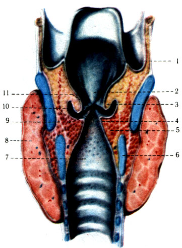Гортань на фронтальном разрезе (по Р. Д. Синельникову) 1 - преддверие гортани (vestibulum laryngis); 2 - надгортанный бугорок (tuberculum epiglotticum); 3 - складка преддверия (plica vestibularis); 4 - голосовая складка (plica vocalis); 5 - щиточерпаловидная мышца (m. thyroarytenoideus); 6 - хрящ перстневидный (cartilago cricoidea); 7 - полость подголосовая (cavum infraglotticum); 8 - железа щитовидная (gl. Thyroidea); 9 - голосовая щель (rimaglottidis); 10 - желудочек гортани (ventriculuslaryngis); 11 - щель преддверия (rimavestibuli) [1978 Краев А В - Анатомия человека Том 1]