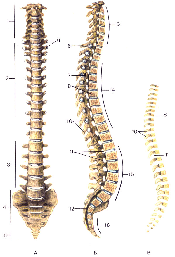 Рис. 7. Позвоночный столб. А - вид спереди; Б - срединный распил; В - позвоночный столб новорожденного; 1 - шейные позвонки (vertebrae cervicales); 2 - грудные позвонки (vertebrae thoracicae); 3 - поясничные позвонки (vertebrae lumbales); 4 - крестцовые позвонки (крестец) (vertebrae sacrales); 5 - копчиковые позвонки (vertebrae coccygeae); 6 - выступающий позвонок (vertebra prominens); 7 - позвоночный канал (canalis vertebralis); 8 - тело позвонка (corpus vertebrae); 9 - поперечные отростки (processus transversales) позвонков; 10 - остистый отросток (processus spinosus); 11 - межпозвоночное отверстие (foramen intervertebrale); 12 - крестцовый канал (canalis sacralis); 13 - шейный лордоз (lordosis cervicalis); 14 - грудной кифоз (kyphosis thoracalis); 15 - поясничный лордоз (lordosis lumbalis); 16 - крестцовый кифоз (kyphosis sacralis) [1989 Липченко В Я Самусев Р П - Атлас нормальной анатомии человека]