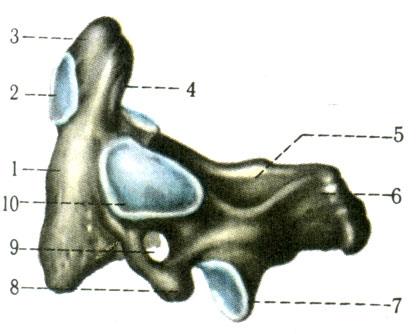 Шейный позвонок (II). 1 - тело позвонка (corpus vertebrae); 2 - передняя суставная поверхность (fades articularis anterior); 3 - зуб (dens); 4 - задняя суставная поверхность (fades articularis posterior); 5 - пластинка дуги позвонка (lamina arcus vertebrae); 6 - остистый отросток (processus spinosus); 7 - нижний суставной отросток (processus articularis inferior); 8 - поперечный отросток (processus transversus); 9 - поперечное отверстие (foramen transversarium); 10 - верхняя суставная поверхность (fades articularis superior) [1978 Краев А В - Анатомия человека Том 1]