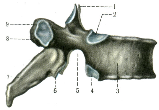Грудной позвонок (VIII). 1 - верхний суставной отросток (processus articularis superior); 2 - верхняя рёберная ямка (fovea costalis superior); 3 - тело позвонка (corpus vertebrae); 4 - нижняя рёберная ямка (fovea costalis inferior); 5 - нижняя позвоночная вырезка (incisura vertebralis inferior); 6 - нижний суставной отросток (processus articularis inferior); 7 - остистый отросток (processus spinosus); 8 - поперечный отросток (processus transversus); 9 - поперечная рёберная ямка (fovea costalis transversalis) [1978 Краев А В - Анатомия человека Том 1]