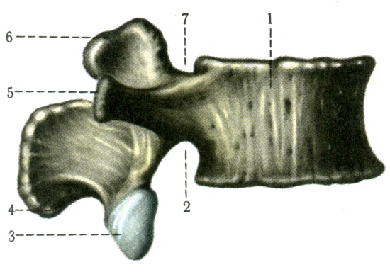 Поясничный позвонок (III). 1 - тело позвонка (corpus vertebrae); 2 - нижняя позвоночная вырезка (incisura vertebralis inferior); 3 - нижний суставной отросток (processus articularis inferior); 4 - остистый отросток (processus spinosus); 5 - рёберный отросток (processus costarius); 6 - верхний суставной отросток (processus articularis superior); 7 - верхняя позвоночная вырезка (incisura vertebralis superior) [1978 Краев А В - Анатомия человека Том 1]