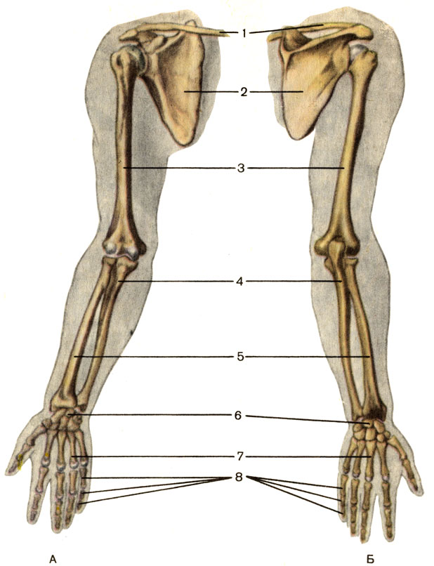 Скелет верхней конечности, правой. А — вид спереди; Б — вид сзади; 1 — ключица (clavicula); 2 — лопатка (scapula); 3 — плечевая кость (humerus); 4 — локтевая кость (ulna); 5 — лучевая кость (radius); 6 — кости запястья (ossa carpi); 7 — пястные кости (ossa metacarpi); 8 — кости пальцев (ossa digitorum) [1989 Липченко В Я Самусев Р П - Атлас нормальной анатомии человека]
