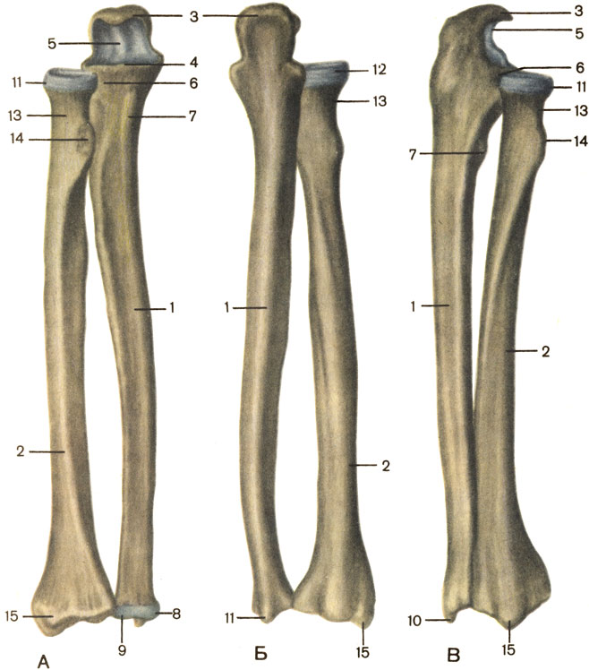 Кости предплечья, правого. А - вид спереди; Б - вид сзади; В - вид справа; 1 - тело локтевой кости (corpus ulnae); 2 - тело лучевой кости (corpus radii); 3 - локтевой отросток (olecranon); 4 - венечный отросток (processus coronoideus); 5 - блоковидная вырезка (incisura trochlears); 6 - лучевая вырезка (incisura radialis); 7 - бугристость локтевой кости (tuberositas ulnae); 8 - головка локтевой кости (caput ulnae); 9 - суставная окружность (circumferentia articularis); 10 - шиловидный отросток (processus styloideus); 11 - головка лучевой кости (caput radii); 12 - суставная окружность (circumferentia articularis); 13 - шейка лучевой кости (collum radii); 14 - бугристость лучевой кости (tuberositas radii); 15 - шиловидный отросток (processus styloideus) [1989 Липченко В Я Самусев Р П - Атлас нормальной анатомии человека]