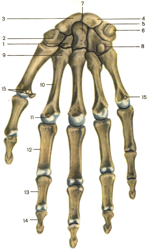 Кости кисти, правой; ладонная поверхность. 1 — трапециевидная кость (os trapezoideum); 2 — кость-трапеция (os trapezium); 3 — ладьевидная кость (os scaphoideum); 4 — полулунная кость (os linatum); 5 — трехгранная кость (os triquetrum); 6 — гороховидная кость (os pisiforme); 7 — головчатая кость (os capitatum); 8 — крючковидная кость (os hamatum); 9 — основание пястной кости (basis metacarpalis); 10 — тело пястной кости (corpus metacarpalis); 11 — головка пястной кости (caput metacarpalis); 12 — проксимальная фаланга (phalanx proximalis); 13 — средняя фаланга (phalanx media); 14 — дистальная фаланга (phalanx distalis); 15 — сесамовидные кости (ossa sesamoidea) [1989 Липченко В Я Самусев Р П - Атлас нормальной анатомии человека]