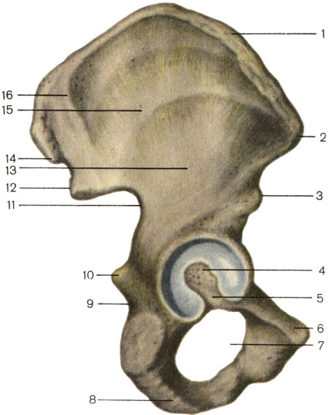 Тазовая кость, правая; вид снаружи. 1 — подвздошный гребень (crista iliaca); 2 — верхняя передняя подвздошная ость (spina iliaca anterior superior); 3 — нижняя передняя подвздошная ость (spina iliaca anterior inferior); 4 — вертлужная впадина (acetabulum); 5 — вырезка вертлужной впадины (incisura acetabuli); 6 — лобковый бугорок (tuberculum pubicum); 7 — запирательное отверстие (foramen obturatum); 8 — седалищный бугор (tuber ischiadicum); 9 — малая седалищная вырезка (incisura ischiadica minor); 10 — седалищная ость (spina ischiadica); 11 — большая седалищная вырезка (incisura ischiadica major); 12 — нижняя задняя подвздошная ость (spina iliaca posterior inferior); 13 — нижняя ягодичная линия (linea glutea inferior); 14 — верхняя задняя подвздошная ость (spina iliaca posterior superior); 15 — передняя ягодичная линия (linea glutea anterior); 16 — задняя ягодичная линия (linea glutea posterior) [1989 Липченко В Я Самусев Р П - Атлас нормальной анатомии человека]