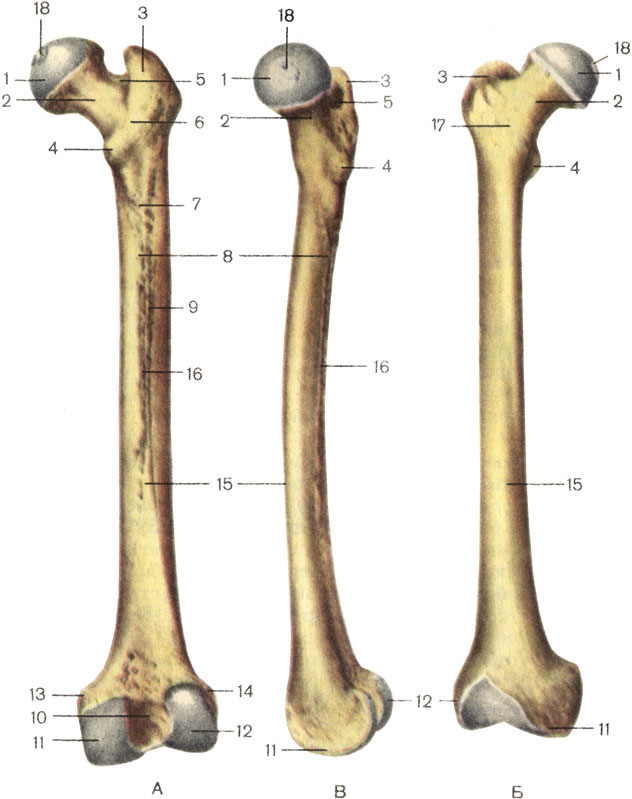 Бедренная кость, правая. А — вид сзади; Б — вид спереди; В — вид слева; 1 — головка бедренной кости (caput ossis femoris); 2 — шейка бедренной кости (collum ossis femoris); 3 — большой вертел (trochanter major); 4 — малый вертел (trochanter minor); 5 — вертельная ямка (fossa trochanterica); 6 — межвертельный гребень (crista intertrochanterica); 7 — ягодичная бугристость (tuberositas glutea); 8 — медиальная губа (labium mediate) шероховатой линии; 9 — латеральная губа (labium laterale) шероховатой линии; 10 — межмыщелковая ямка (fossa intercondylaris); 11 — медиальный мыщелок (condylus medialis); 12 — латеральный мыщелок (condylus lateralis); 13 — медиальный надмыщелок (epicondylus medialis); 14 — латеральный надмыщелок (epicondylus lateralis); 15 — тело бедренной кости (corpus femoris); 16 — шероховатая линия (linea aspera); 17 — межвертельная линия (linea intertrochanterica); 18 — ямка головки бедренной кости (fovea capitis ossis femoris) [1989 Липченко В Я Самусев Р П - Атлас нормальной анатомии человека]