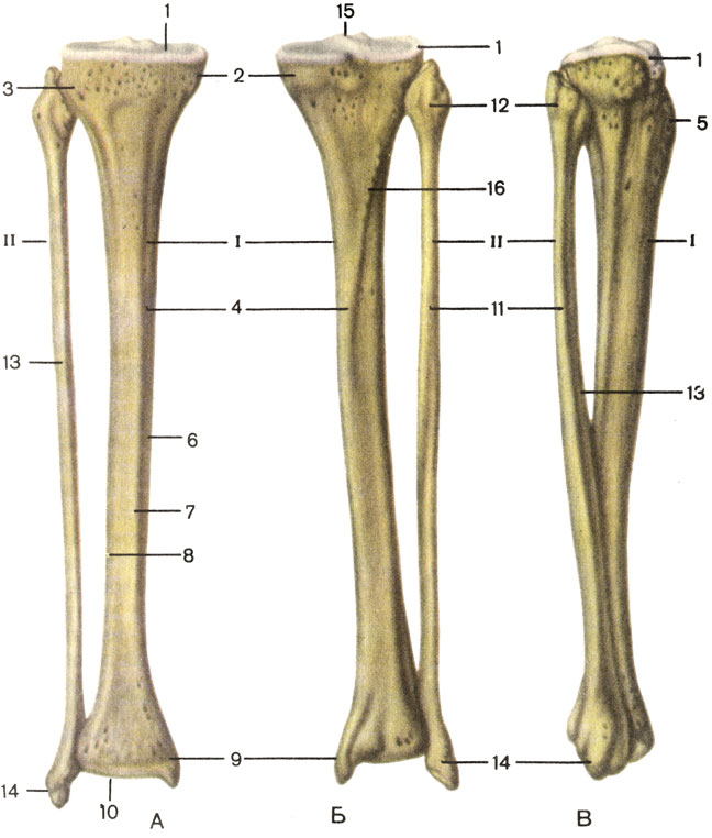 Кости голени, правой. А — вид спереди; Б — вид сзади; В — вид справа; I — большеберцовая кость (tibia); 1 — верхняя суставная поверхность (fades articularis superior); 2 — медиальный мыщелок (condylus medialis); 3 — латеральный мыщелок (condylus lateralis); 4 — тело большеберцовой кости (corpus tibiae); 5 — бугристость большеберцовой кости (tuberositas tibiae); 6 — медиальный край (margo medialis); 7 — передний край (margo anterior); 8 — межкостный край (margo interosseus); 9 — медиальная лодыжка (malleolus medialis); 10 — нижняя суставная поверхность (facies articularis inferior). II — малоберцовая кость (fibula): 11 — тело малоберцовой кости (corpus fibulae); 12 — головка малоберцовой кости (caput fibulae); 13 — передний край (margo anterior); 14 — латеральная лодыжка (malleolus lateralis); 15 — межмыщелковое возвышение (eminentia intercondylaris); 16 — линия камбаловидной мышцы (linea m. solei) [1989 Липченко В Я Самусев Р П - Атлас нормальной анатомии человека]