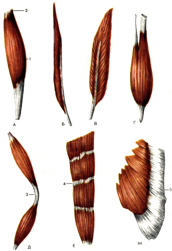 Формы мышц. А - веретенообразная мышца (m. fusiformis); Б - одноперистая мышца (m. unipennatus); В - двуперистая мышца (m. bipennatus); Г - двуглавая мышца (m. biceps); Д - двубрюшная мышца (m. digastricus); Е - прямая мышца с сухожильными перемычками (m. rectus); Ж - широкая мышца (m. latus); 1 - брюшко (venter); 2 - сухожилие (tendo); 3 - сухожильная дуга (arcus tendineus); 4 - сухожильная перемычка (intersectio tendinea); 5 - апоневроз, или сухожильное растяжение (aponeurosis) [1989 Липченко В Я Самусев Р П - Атлас нормальной анатомии человека]