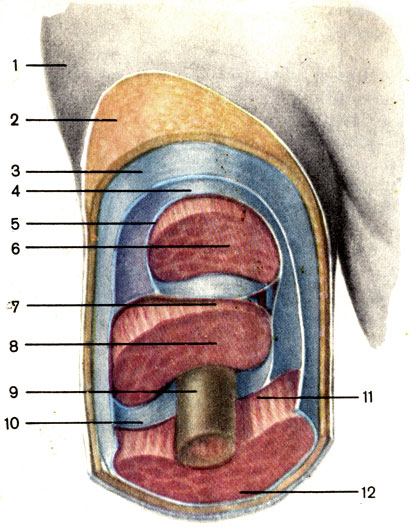 Фасциальные влагалища (плечо; вид спереди). 1 - кожа; 2 - подкожная клетчатка; 3 - поверхностная фасция (fasc:a superficialis); 4 - собственная фасция (fascia propria); 5 - фасциальное влагалище двуглавой мышцы плеча; 6 - двуглавая мышца плеча; 7 - фасциальное влагалище плечевой мышцы; 8 - плечевая мышца; 9 - плечевая кость; 10 - латеральная межмышечная перегородка плеча (septum intermuscularе brachii laterale); 11 - медиальная межмышечная перегородка плеча (septum intermusculare brachii mediale); 12 - трёхглавая мышца плеча [1989 Липченко В Я Самусев Р П - Атлас нормальной анатомии человека]