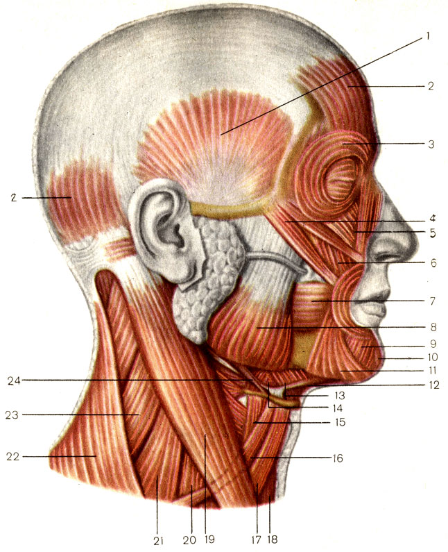 Мышцы головы и шеи; вид сбоку. 1 - височная мышца (m. temporalis); 2 - затылочно-лобная мышца (m. occipitofrontalis); 3 - круговая мышца глаза (m. orbicularis oculi); 4 - большая скуловая мышца (m. zygomaticus major); 5 - мышца, поднимающая верхнюю губу (m. levator labii superioris); 6 - мышца, поднимающая угол рта (m. levator anguli oris); 7 - щёчная мышца (m. buccinator); 8 - жевательная мышца (m. masseter); 9 - мышца, опускающая нижнюю губу (m. depressor labii inferioris); 10 - подбородочная мышца (m. mentalis); 11 - мышца, опускающая угол рта (m. depressor anguli oris); 12 - двубрюшная мышца (m. digastricus); 13 - челюстно-подъязычная мышца (m. mylohyoideus); 14 - подъязычно-язычная мышца (m. hyoglossus); 15 - щитоподъязычная мышца (m. thyrohyoideus); 16 - лопаточно-подъязычная мышца (m. omohyoideus); 17 - грудино-подъязычная мышца (m. sternohyoideus); 18 - грудино-щитовидная мышца (m. sternothyroideus); 19 - грудино-ключично-сосцевидная мышца (m. sternocleidomastoideus); 20 - передняя лестничная мышца (m. scalenus anterior); 21 - средняя лестничная мышца (m. scalenus medius); 22 - трапециевидная мышца (m. trapezius); 23 - мышца, поднимающая лопатку (m. levator scapulae); 24 - шилоподъязычная мышца (m. stylohyoideus) [1989 Липченко В Я Самусев Р П - Атлас нормальной анатомии человека]