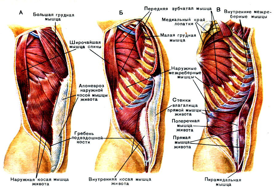 Мышцы туловища сбоку: А - поверхностный слой; Б - удалены большая грудная мышца и наружная косая живота; В - удалены малая грудная, широчайшая спины и внутренняя косая живота, вскрыто влагалище прямой мышцы живота [1979 Курепина М М Воккен Г Г - Анатомия человека Атлас]