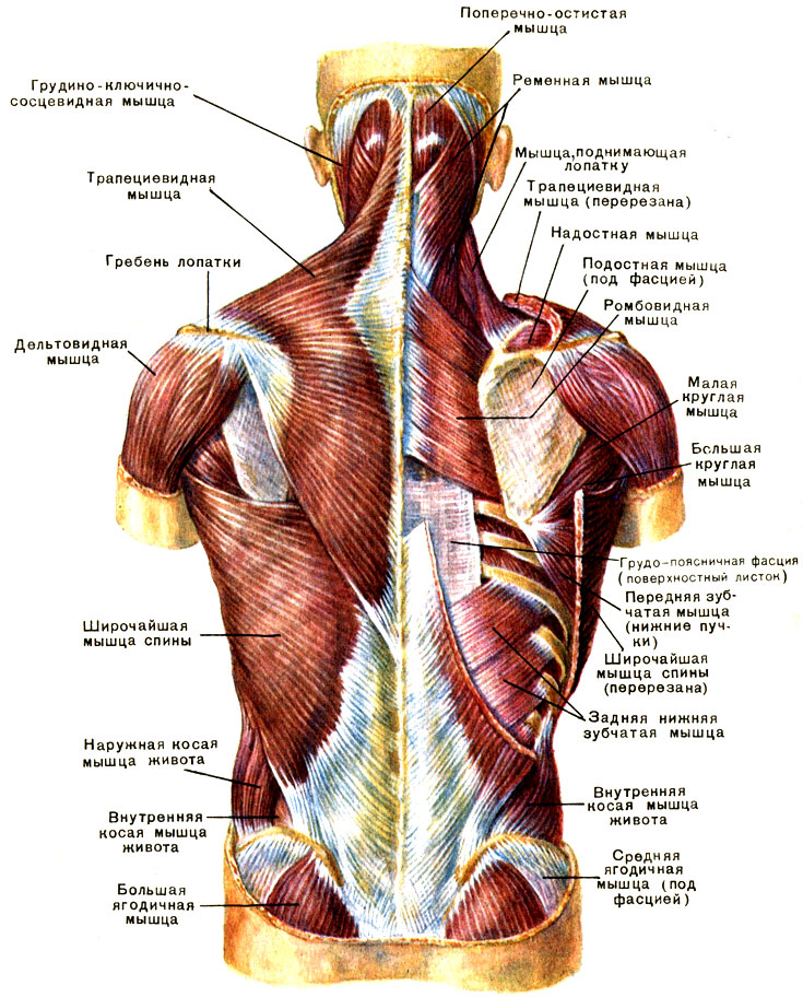 Поверхностные мышцы спины: слева - первый слой; справа - второй слой [1979 Курепина М М Воккен Г Г - Анатомия человека Атлас]