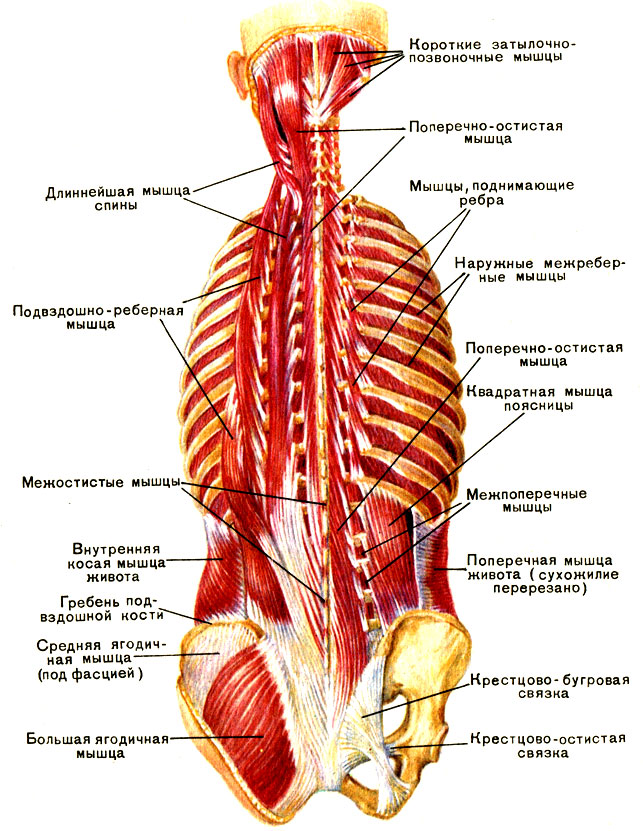 Глубокие мышцы спины: слева - выпрямитель позвоночника; справа - короткие мышцы затылка и поперечно-остистая мышца [1979 Курепина М М Воккен Г Г - Анатомия человека Атлас]