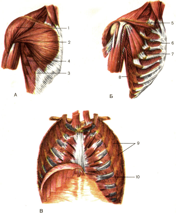 Мышцы груди (А - вид спереди. Б - удалена большая грудная мышца. В - удалены внутренние межреберные мышцы). 1 - дельтовидная мышца (m. deltoideus); 2 - большая грудная мышца (m. pectoralis major); 3 - наружная косая мышца живота (m. obliquus externus abdominis); 4 - передняя зубчатая мышца (m. serratus anterior); 5 - подключичная мышца (m. subclavius); 6 - внутренние межреберные мышцы (mm. intercostales interni); 7 - малая грудная мышца (m. pectoralis minor); 8 - широчайшая мышца спины (m. latissimus dorsi); 9 - наружные межреберные мышцы (mm. intercostales externi); 10 - поперечная мышца груди (m. transversus thoracis) [1989 Липченко В Я Самусев Р П - Атлас нормальной анатомии человека]