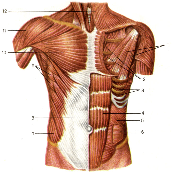 Мышцы груди и живота. 1 - малая грудная мышца (m. pecforalis minor); 2 - внутренние межреберные мышцы (mm. intercostales interni); 3 - наружные межреберные мышцы (mm. intercostales externi); 4 - прямая мышца живота (m. rectus abdominis); 5 - внутренняя косая мышца живота (m. obliquus internus abdominis); 6 - поперечная мышца живота (m. transversus abdominis); 7 - наружная косая мышца живота (m. obliquus externus abdominis); 8 - апоневроз наружной косой мышцы живота; 9 - передняя зубчатая мышца (m. serratus anterior); 10 - большая грудная мышца (m. pectoralis major); 11 - дельтовидная мышца (m. deltoideus); 12 - подкожная мышца шеи (platysma) [1989 Липченко В Я Самусев Р П - Атлас нормальной анатомии человека]