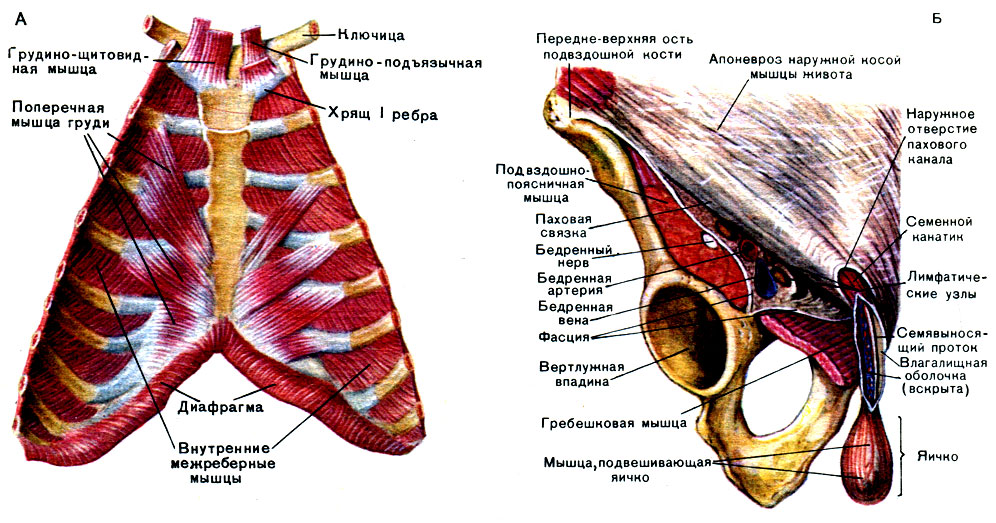Мышцы передней стенки груди сзади (А) и правая паховая область (Б) [1979 Курепина М М Воккен Г Г - Анатомия человека Атлас]