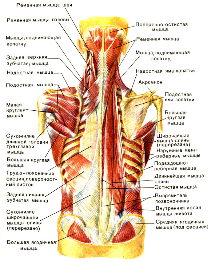Глубокие мышцы спины: слева - пояснично-спинная фасция и задние зубчатые мышцы; справа - I и II тракты глубоких мышц спины [1979 Курепина М М Воккен Г Г - Анатомия человека Атлас]