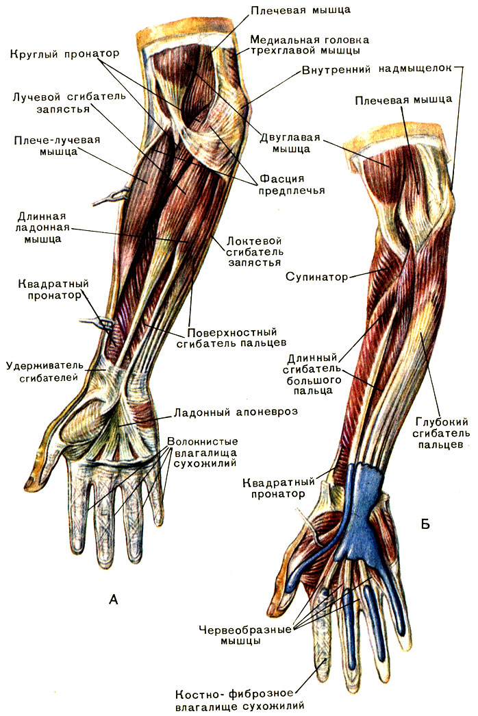 Передняя группа мышц предплечья: А - поверхностный и Б - глубокий слои. Синим цветом изображены синовиальные влагалища сухожилий [1979 Курепина М М Воккен Г Г - Анатомия человека Атлас]