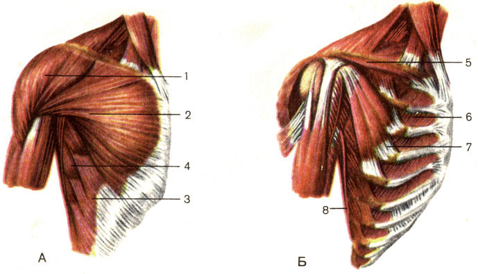Мышцы груди (А - вид спереди. Б - удалена большая грудная мышца). 1 - дельтовидная мышца (m. deltoideus); 2 - большая грудная мышца (m. pectoralis major); 3 - наружная косая мышца живота (m. obliquus externus abdominis); 4 - передняя зубчатая мышца (m. serratus anterior); 5 - подключичная мышца (m. subclavius); 6 - внутренние межрёберные мышцы (mm. intercostales interni); 7 - малая грудная мышца (m. pectoralis minor); 8 - широчайшая мышца спины (m. latissimus dorsi) [1989 Липченко В Я Самусев Р П - Атлас нормальной анатомии человека]