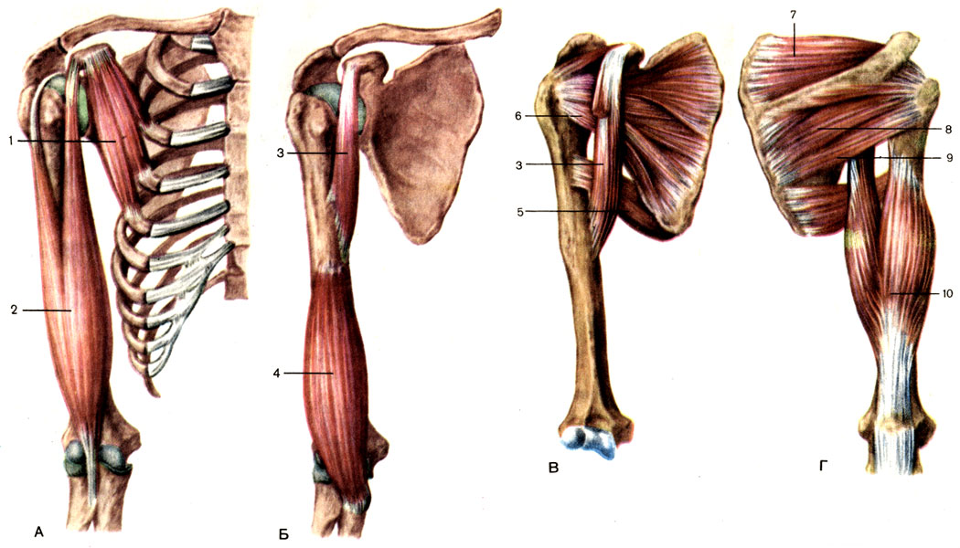 Мышцы плечевого пояса и плеча, правого. А - В - вид спереди; Г - вид сзади; 1 - малая грудная мышца (m. pectoralis minor); 2 - двуглавая мышца плеча (m. biceps brachii); 3 - клювовидно-плечевая мышца (m. coracobrachial); 4 - плечевая мышца (m. brachialis); 5 - большая круглая мышца (m. teres major); 6 - подлопаточная мышца (m. subscapularis); 7 - надостная мышца (m. supraspinatus); 8 - подостная мышца (m. infraspinatus); 9 - малая круглая мышца (m. teres minor); 10 - трёхглавая мышца плеча (m. triceps brachii) [1989 Липченко В Я Самусев Р П - Атлас нормальной анатомии человека]