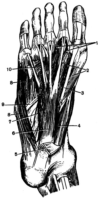 Мышцы подошвенной стороны стопы: 1 - червеобразные; 2 - короткий сгибатель большого пальца; 3 - сухожилие длинного сгибателя большого пальца; 4 - мышца, отводящая большой палец; 5 - подошвенный апоневроз (отрезан); 6 - короткий сгибатель пальцев; 7 - квадратная мышца подошвы; 8 - короткие мышцы V пальца; 9 - сухожилие длинной малоберцовой мышцы; 10 - мышца, приводящая большой палец [1979 Курепина М М Воккен Г Г - Анатомия человека: Учебник для биологических факультетов педагогических институтов]