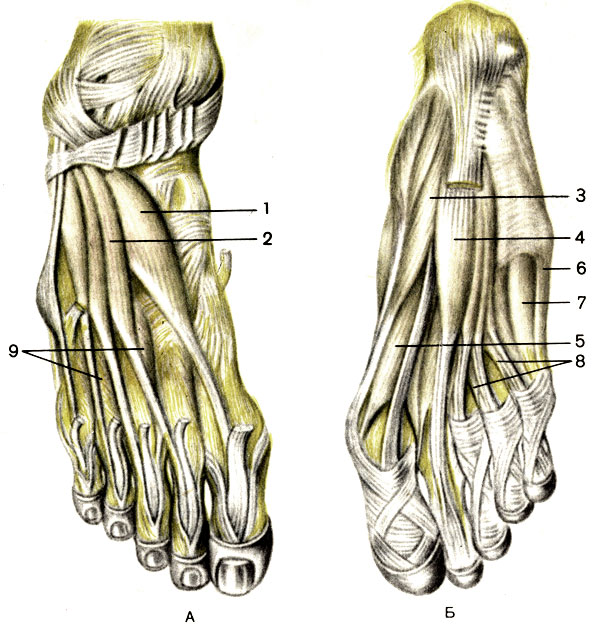 Мышцы стопы, правой. А - тыльная сторона; Б - подошвенная сторона; 1 - короткий разгибатель большого пальца стопы (m. extensor hallucis brevis); 2 - короткий разгибатель пальцев (m. extensor digitorum brevis); 3 - мышца, отводящая большой палец стопы (m. abductor hallucis); 4 - короткий сгибатель пальцев (m. flexor digitorum brevis); 5 - короткий сгибатель большого пальца стопы (m. flexor hallucis brevis); 6 - мышца, отводящая мизинец стопы (m. abductor digiti minimi); 7 - короткий сгибатель мизинца стопы (m. flexor digiti minimi brevis); 8 - червеобразные мышцы (mm. lumbricales); 9 - тыльные межкостные мышцы (mm. interossei dorsales) [1989 Липченко В Я Самусев Р П - Атлас нормальной анатомии человека]