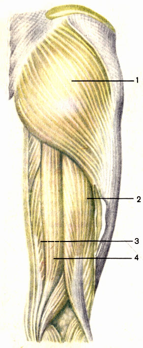 Мышцы бедра, правого; вид сзади. 1 - большая ягодичная мышца (m. gluteus maximus); 2 - двуглавая мышца бедра (m. biceps femoris); 3 - полуперепончатая мышца (m. semimembranosus); 4 - полусухожильная мышца (m. semitendinosus) [1989 Липченко В Я Самусев Р П - Атлас нормальной анатомии человека]