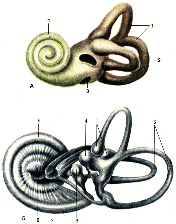Костный (A) и перепончатый (Б) лабиринты. А: 1 - костные полукружные каналы (canales semicirculares ossei); 2 - окно преддверия (fenestra vestibuli); 3 - окно улитки (fenestra cochleae); 4 - спиральный канал улитки (canalis spiralis cochleae). Б: 1 - перепончатые ампулы (ampullae membranaceae); 2 - полукружные протоки (ductus semicirculares); 3 - сферический мешочек (saccuius); 4 - эллиптический мешочек (utriculus); 5 - улитковый проток (ductus cochlearis); 6 - улитковая часть преддверно-улиткового нерва (pars cochlearis n. vestibulocochlearis); 7 - преддверная часть преддверно-улиткового нерва (pars vestibularis n. vestibulocochlearis) [1989 Липченко В Я Самусев Р П - Атлас нормальной анатомии человека]