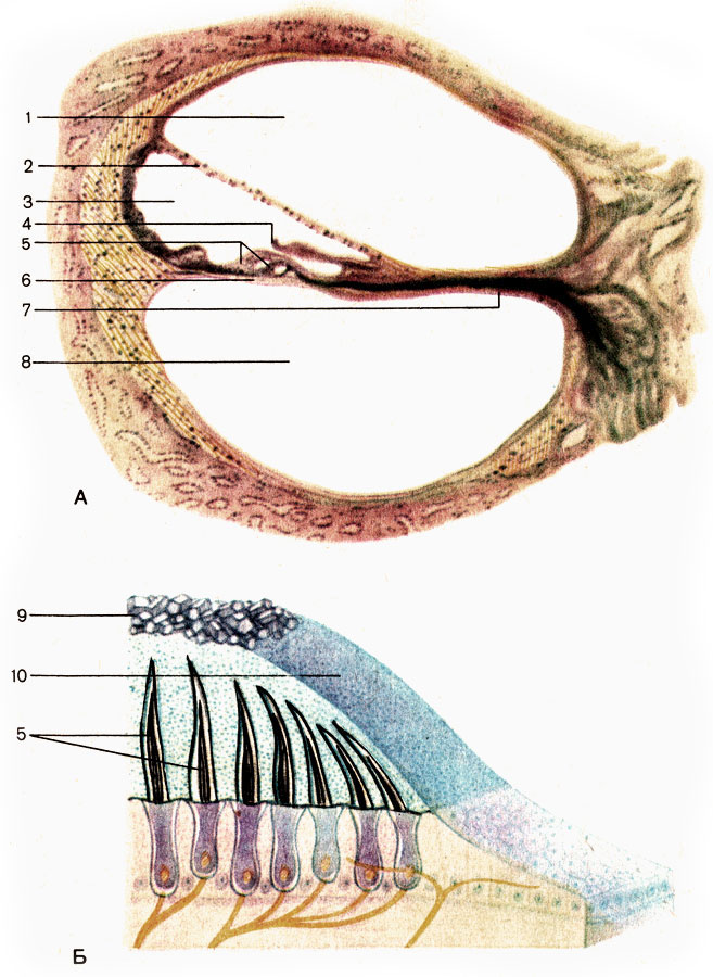Поперечный разрез улитки (А) и воспринимающий участок вестибулярного аппарата (Б). 1 - лестница преддверия (scala vestibuli); 2 - вестибулярная мембрана (membrana vestibularis); 3 - улитковый проток (ductus cochlearis); 4 - покровная мембрана (membrana tectoria); 5 - волосковые сенсорные клетки (cellulae sensoriae pilosae); 6 - базилярная мембрана (membrana basilaris); 7 - костная спиральная пластинка (lamina spiralis ossea); 8 - барабанная лестница (scala tympani); 9 - статоконии (statoconia); 10 - мембрана статоконий (membrana statoconiorum) [1989 Липченко В Я Самусев Р П - Атлас нормальной анатомии человека]
