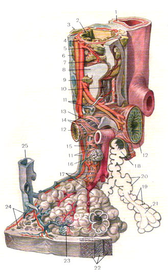 Модель легочной дольки при 32-кратном увеличении. 1 - ветвь легочной артерии; 2 - слизистая оболочка бронха; 3 - мелкий бронх; 4 - нерв; 5 - ветвь бронхиальной артерии; 6 - фиброзная оболочка бронха; 7 - гладкие мышцы бронха; 8 - хрящевые пластинки; 9 - бронхиальные железы; 10 - эластическая сеть слизистой оболочки бронха; 11 - бронхиальные вены; 12 - бронхиолы; 13 - сеть эластических волокон; 14 - сеть гладкомышечных пучков; 15 - респираторный бронхиол; 16 - эластическая сеть альвеолы; 17 - альвеолярные мешки; 18 - альвеолярный ход; 19 - межальвеолярные перегородки; 20 - альвеолы; 21 - сообщение альвеолярного мешка с альвеолярным ходом; 22 - 3 слоя плевры (с эластической сетью); 23 - капиллярная сеть в альвеолярных стенках; 24 - разрез соседней дольки; 25 - ветвь легочной вены. Источник: http://pulmonolog.com/content/gistologicheskoe-stroenie-respiratornogo-otdela-legkogo