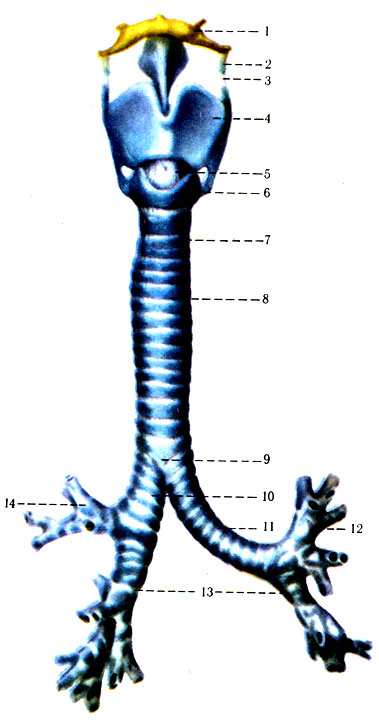 Гортань, трахея и бронхи. 1 - подъязычная кость (os hyoideum); 2 - хрящ зерновидный (cartilago triticea); 3 - связка щитовидно - подъязычная (lig. thyrohyoideum); 4 - хрящ щитовидный (cartilago thyroidea); 5 - связка перстнещитовидная (lig. cricothyroideum); 6 - перстневидный хрящ (cartilago cricoidea); 7 - трахейные хрящи (cartilagines tracheales); 8 - связки кольцевые (трахеальные) (ligg. anularia); 9 - бифуркация трахеи (bifurcatio tracheae); 10 - бронх главный правый (bronchus principalis dexter); 11 - бронх главный левый (bronchus principalis sinister); 12 - бронх долевой верхний левый (bronchus lobaris superior sinister); 13 - бронхи долевые нижние (bronchis lobares inferiores); 14 - бронх долевой верхний правый (bronchus lobaris superior dexter) [1978 Краев А В - Анатомия человека Том I]