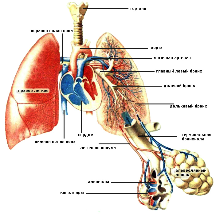 Схема лёгких