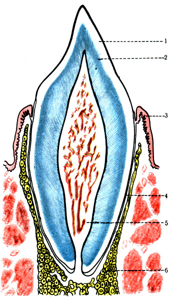 Продольный разрез зуба. 1 - эмаль; 2 - дентин; 3 - слизистая оболочка десны; 4 - периодонт; 5 - пульпа; 6 - кость [1978 Краев А В - Анатомия человека. Том 1]