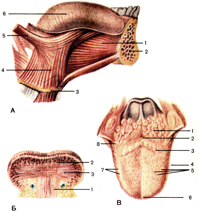 Язык. А - общий вид и наружные мышцы: 1 - подбородочно-язычная мышца (m. genioglossus); 2 - нижняя челюсть (mandibula); 3 - подъязычная кость (os hyoideum); 4 - подъязычно-язычная мышца (m. hyoglossus); 5 - шилоязычная мышца (m. styloglossus); 6 - язык (lingua). Б - поперечный разрез: 1 - вертикальная мышца языка (m. verticals linguae); 2 - верхняя продольная мышца (m. longitudinalis superior); 3 - поперечная мышца языка (m. transversus linguae). В - вид сверху: 1 - язычная миндалина (tonsilla lingualis); 2 - слепое отверстие (foramen caecum); 3 - желобоватые сосочки (papillae vallatae); 4 - тело языка (corpus linguae); 5 - грибовидные сосочки (papillae fungiformes); 6 - верхушка языка (apex linguae); 7 - листовидные сосочки (papillae foliatae); 8 - корень языка (radix linguae) [1989 Липченко В Я Самусев Р П - Атлас нормальной анатомии человека]