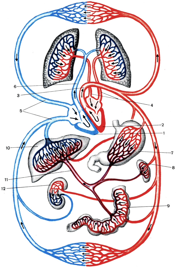 Схема кровообращения: Красным цветом обозначены сосуды, по которым течет артериальная кровь, синим - сосуды с венозной кровью, лиловым - система воротной вены: 1 - правая половина сердца; 2 - левая половина сердца; 3 - аорта; 4 - легочные вены; 5 - верхняя и нижняя полые вены; 6 - легочная артерия; 7 - желудок; 8 - селезенка; 9 - кишки; 10 - печень; 11 - воротная вена; 12 - почка [1969 Кабанов А Н Чабовская А П - Анатомия, физиология и гигиена детей дошкольного возраста]